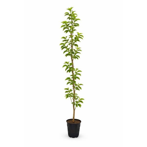 180㎝スレンダーツリー　JOA-147 juniperus-procumbens-green- クリスマス