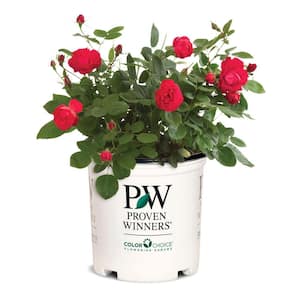 PROVEN WINNERS 2 Gal. Oso Easy Double Red Rose Plant with Deep Red ...
