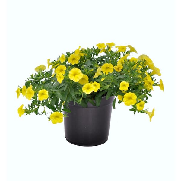Unbranded 1.0 PT Assorted Calibrachoa Annual Basket Stuffer