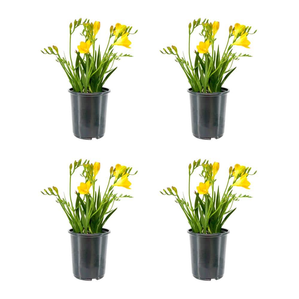 2.5 qt. Annual Freesia Yellow (4-Pack)