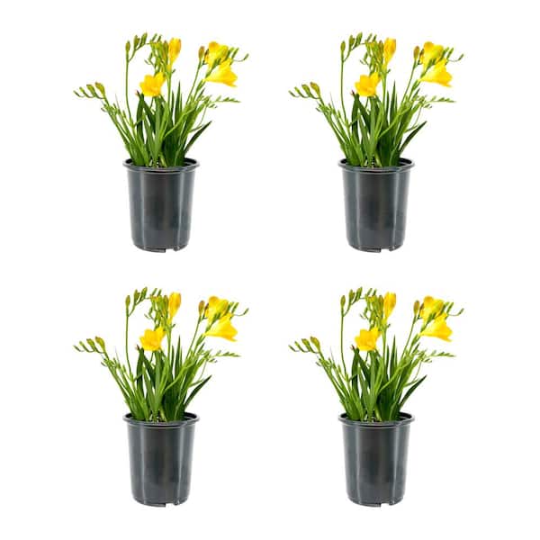 Unbranded 2.5 qt. Annual Freesia Yellow (4-Pack)