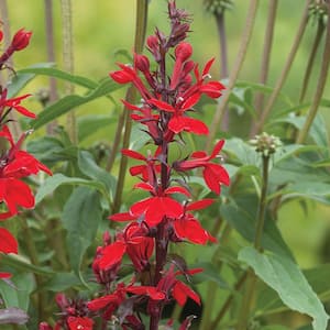 2 QT Lobelia Cardinal Flower 'Starship Scarlet' Red Perennial Plant