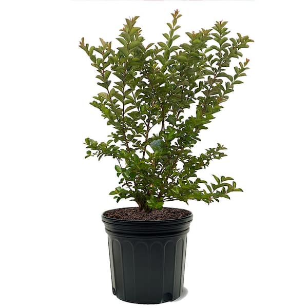 Sioux Crape Myrtle Green Leaf Pink Flowering Ornamental Tree