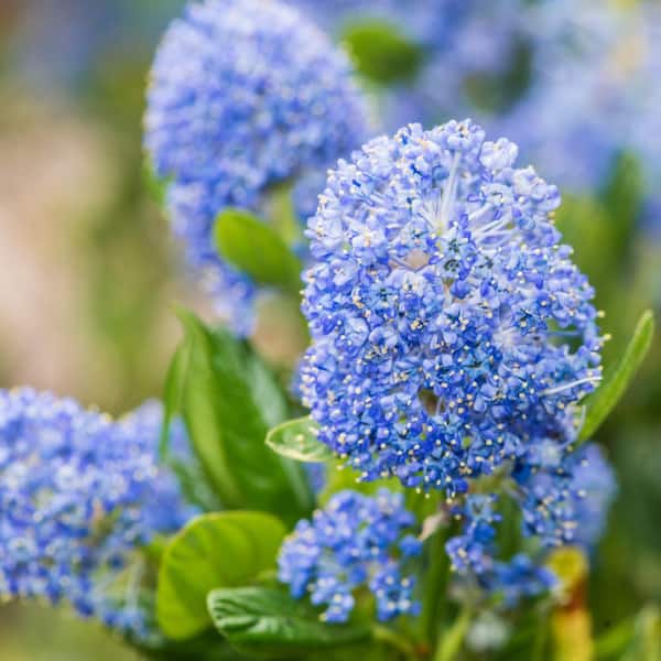 #1 Container Ceanothus Carmel Creeer California Lilac Shrub (4-Pack)