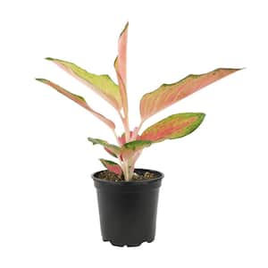 4.25 in. Red Chinese Evergreen Aglaonema China Red Live House Plant in Grower Pot