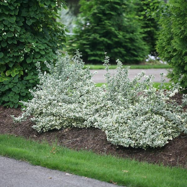 PROVEN WINNERS 1 Gal. White Album Wintercreeper (Euonymus) Live