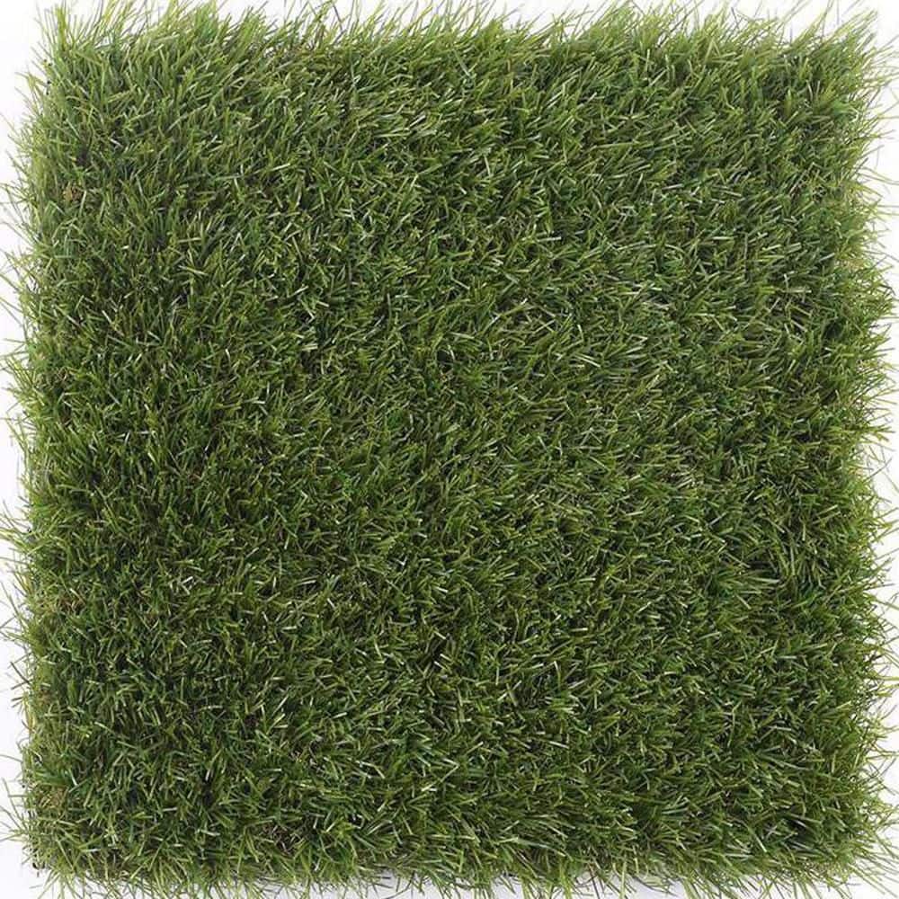 その他 Scenograph #1 Foxtail-Grass Studio HyperGrass Vol.1 - Wild Green (Studio Edition)