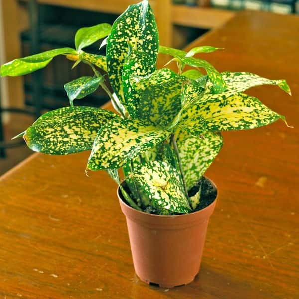 Wekiva Foliage Dracaena Florida Beauty-Live Plant in a 6 in. Growers  Pot-Dracaena Surculosa 'Florida Beauty'-Houseplant DracFlB8x1