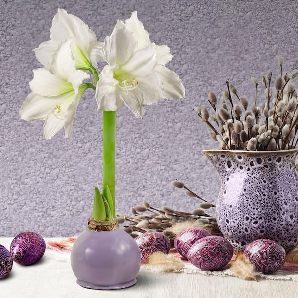 national PLANT NETWORK Easter Collection Multi-Colored Giant Waxed White  Blooming Amaryllis Bulbs (5-Pack) HD9112 - The Home Depot