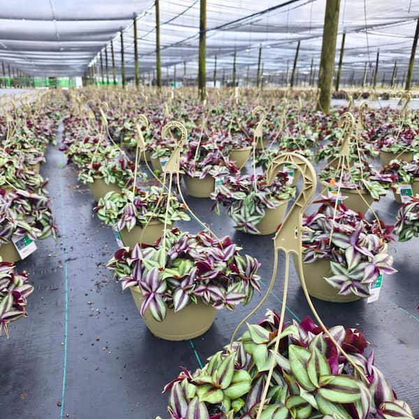 Vigoro 1.8 Gal. Tradescantia Zebrina Purple in 11 In. Hanging
