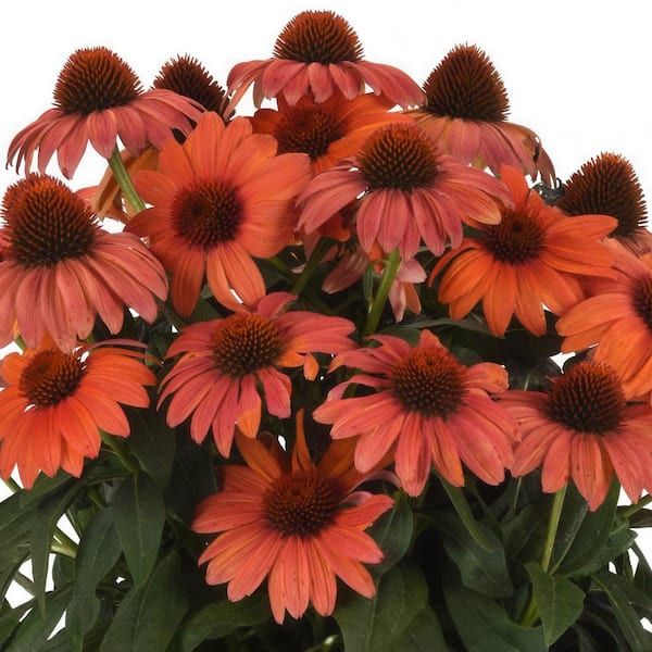 national PLANT NETWORK 3.25 in. Echinacea Mandarin Mambo Coneflower Perennial Plant with Orange Flowers (3-Pack)