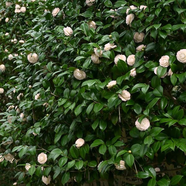 National Plant Network 2.5 qt Camellia Japonica Plant with White Blooms | Target