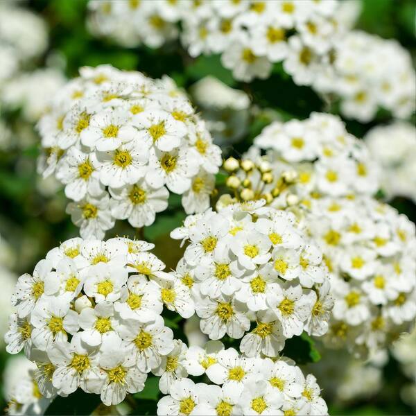 national PLANT NETWORK 2.25 Gal. Spirea Reeves Shrub with White