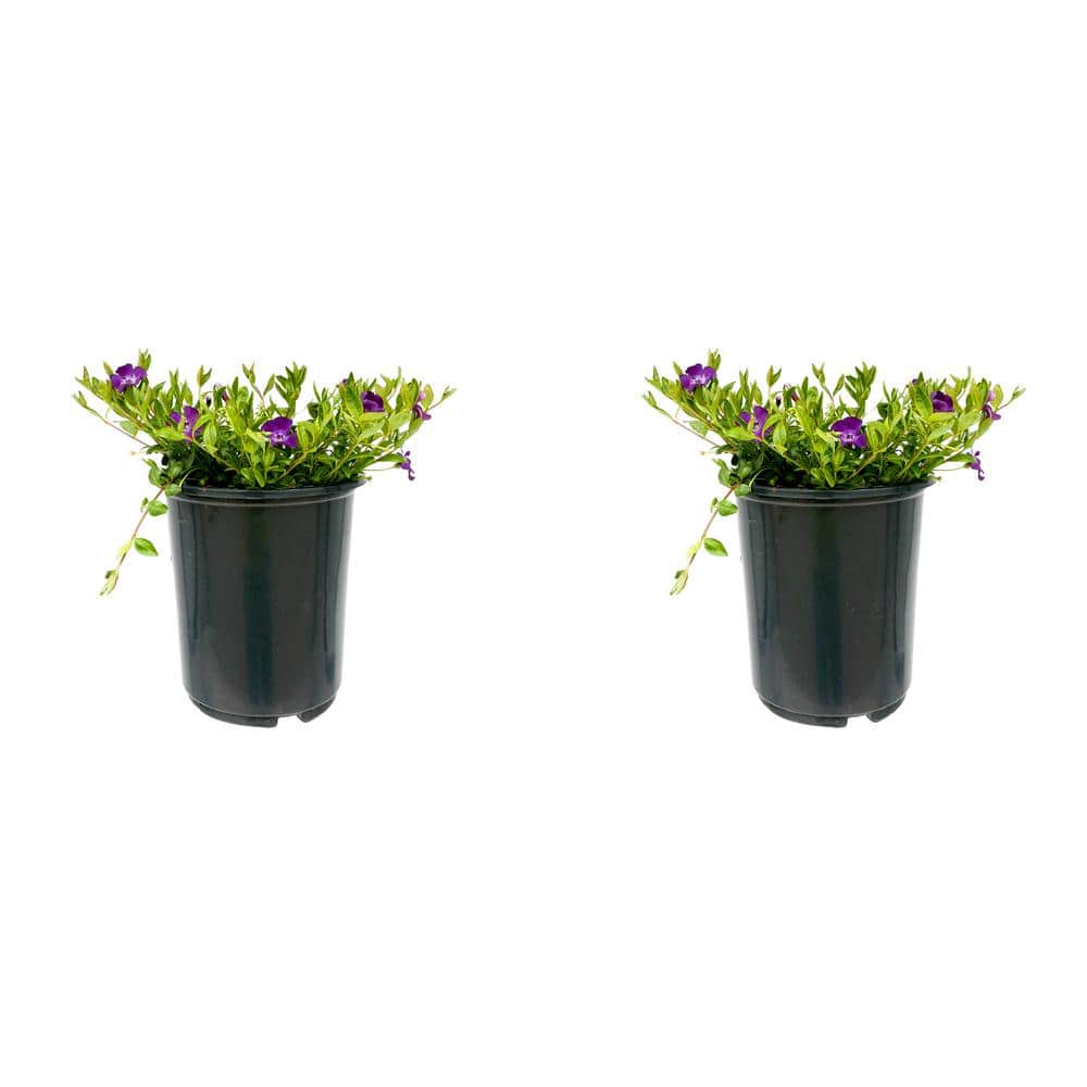 2.5 qt. Perennial Vinca minor Atropurpurea (2-Pack)