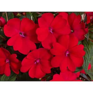 2.5 In. Compact Fire Red SunPatiens Impatiens Outdoor Annual Plant with Red Flowers (6-Plants)
