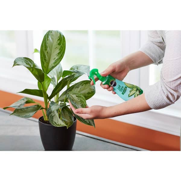 money tree for sale Money Tree