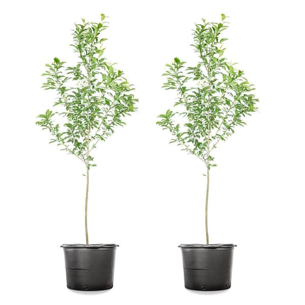 5 Gal. Santa Rosa Plum Tree (2-Pack)