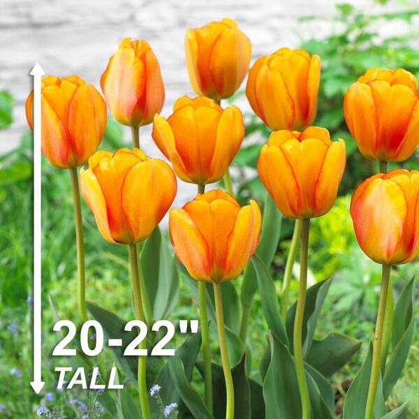 Garden State Bulb 12/+ cm, Darwin Hybrid Beauty of Apeldoorn Tulip