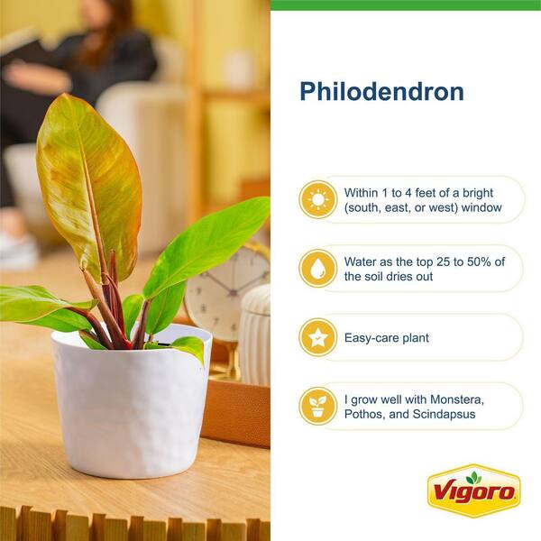 pothos golden plant Golden Pothos main image 0