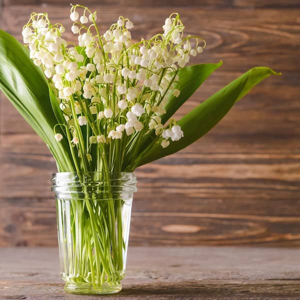 VAN ZYVERDEN Lily of the Valley Roots (10-Pack) 11371 - The Home Depot