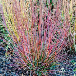 Standing Ovation Little Bluestem (Schizachyrium) Live Perennial Grass with 3 in. Pot