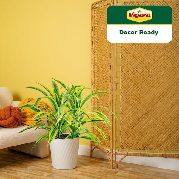 Vigoro Grower's Choice Dracaena Indoor Plant in 10 in. Decor Pot, Avg.  Shipping Height 2-3 ft. Tall L-DRA-S-SAH-01 - The Home Depot