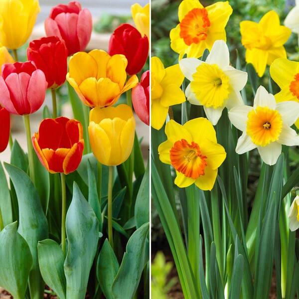 Unbranded Tulip and Daffodil Mix Dormant Bulbs (80-Pack)