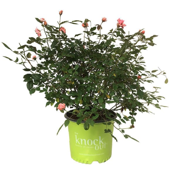 KNOCK OUT 3 Gal. Coral Knock Out Rose Bush with Brick Orange to Pink  Flowers 21308 - The Home Depot