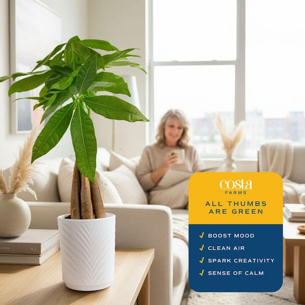 white pothos Buy Marble Queen Pothos