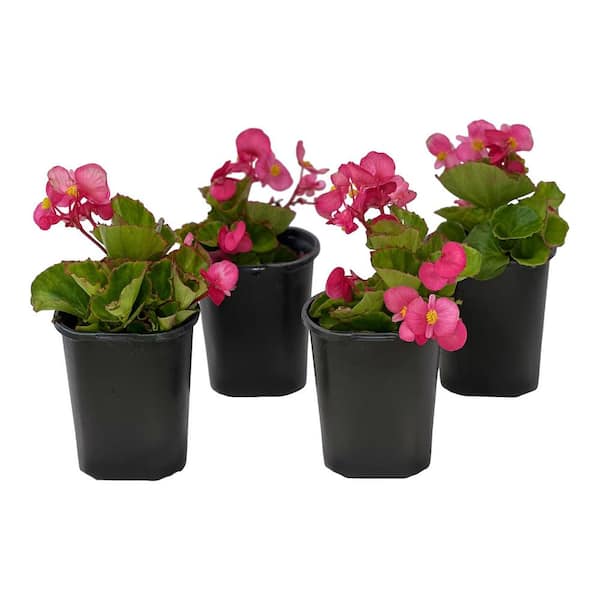 Pure Beauty Farms 1.38 Pt.  Begonia Green Leaf Pink Flower in 4.5 In. Grower's Pot (4-Plants)