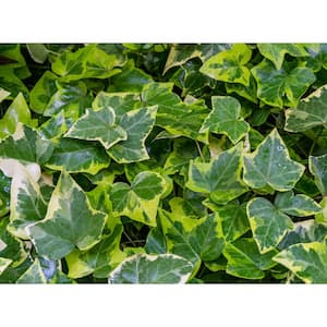 4 in. Variegated English Ivy Plant Live Perennial Groundcover Plant (6-Pack)