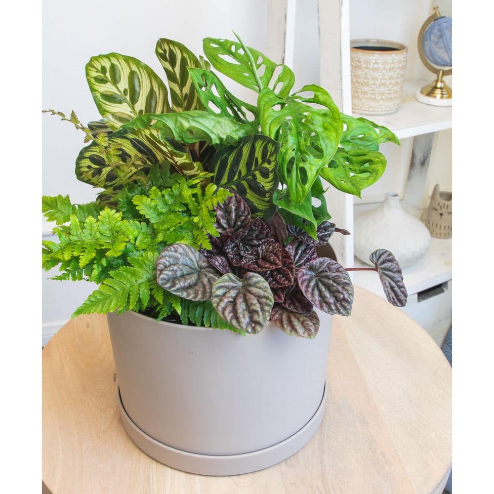 Eco-Friendly 4-Pack Assorted Foliage Indoor/Outdoor Plant Set in Black Plastic Pots