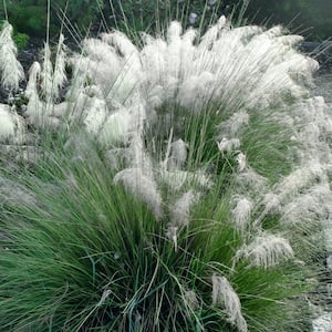2.5 Qt. White Muhly Grass