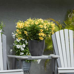 1 gal. Mandevilla Sun Parasol Sunbeam Annual Plant with Yellow Flowers