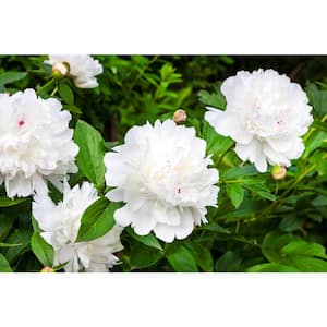 2 Gal. Peony White Live Perennial Plant (1-Pack)