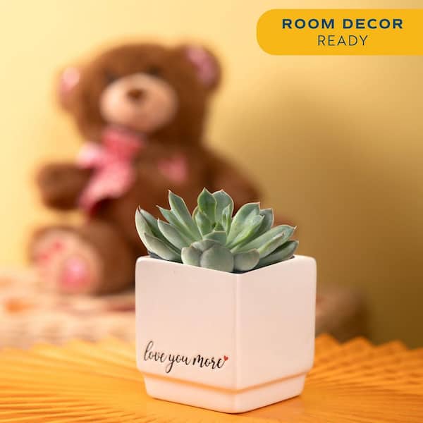 Grower's Choice Echeveria Indoor Succulent Plant in 2.5 in. Love Ceramic Pot, Avg. Shipping Height 3 in. Tall