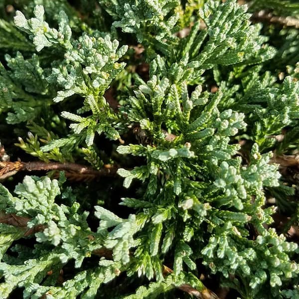2.5 Qt. Blue Rug Juniper Evergreen Groundcover Shrub