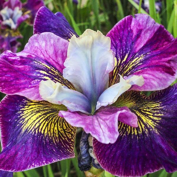Spring Hill Nurseries Charming Billy Siberian Iris, Live Bareroot Plant, Whie and Purple Flower (1-Pack)