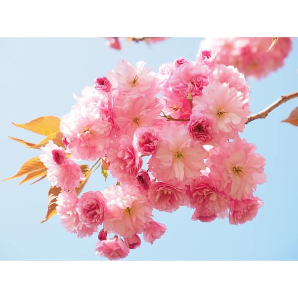 Online Orchards Birch Bark Cherry Blossom Tree (Bare Root, 3 ft. to 4 ft.  Tall) FLCH010 - The Home Depot