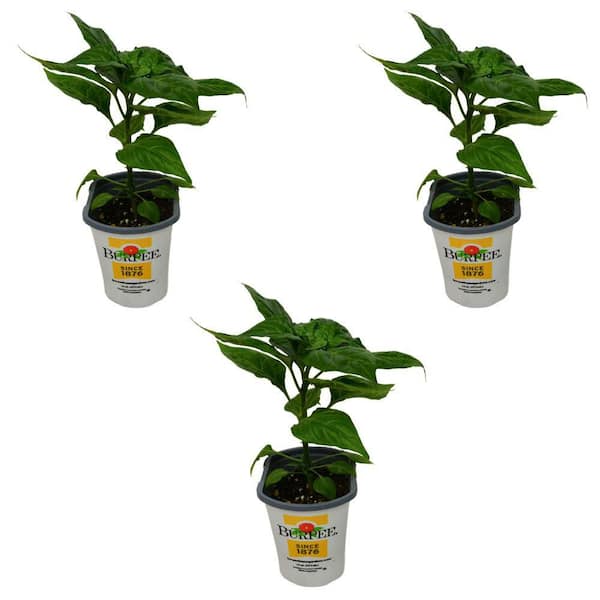 Pint Pepper Banana Sweet Sunset Plant-3 Pack