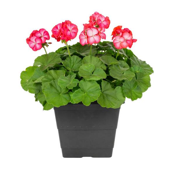 METROLINA GREENHOUSES 1 Gal. Geranium Planter Annual Plant 19131 - The ...