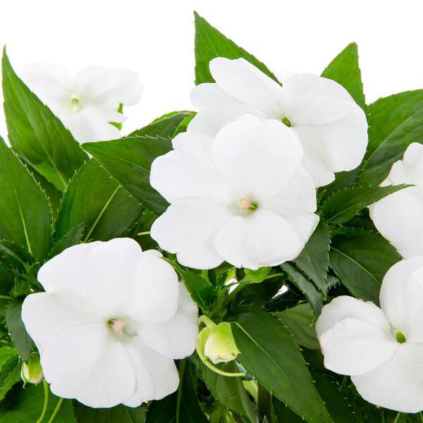 SunPatiens 2 Qt. White SunPatiens Impatiens Outdoor Annual Plant with White-Cream Flowers (3-Pack) 5093