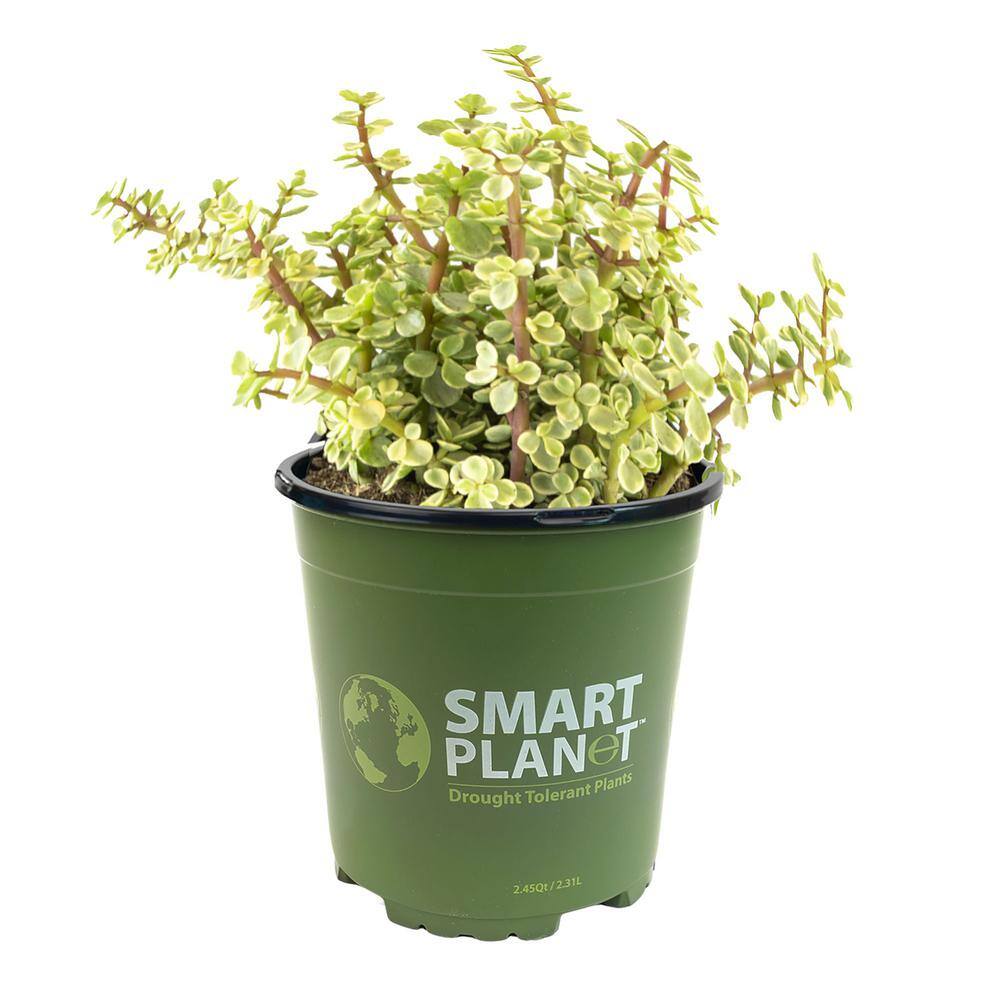 Large Variegated Elephant Bush Succulent in Black Pot