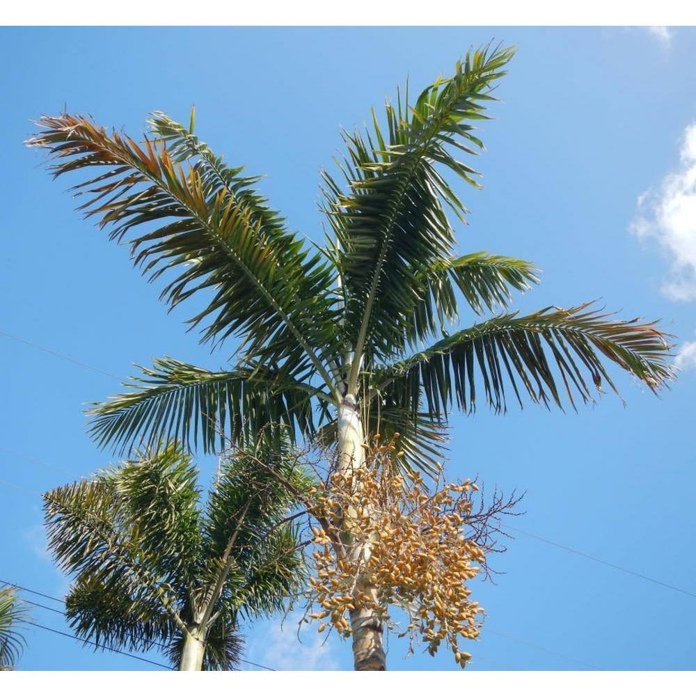 Montgomery Palm Live Plant in 3 Gallon Growers Pot