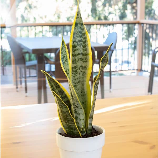SMART PLANET Striped and Variegated Live Snake Plant (Sansevieria Laurentii) Air Purifying Houseplant in 4.25 in. Grower Pot