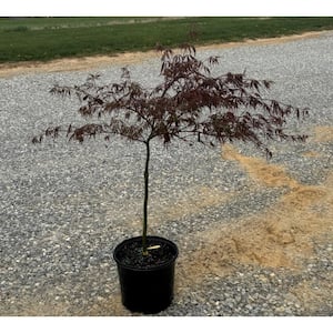 red tree① Maple 'Amur Maple Shrub' – van der Meer Garden Centre
