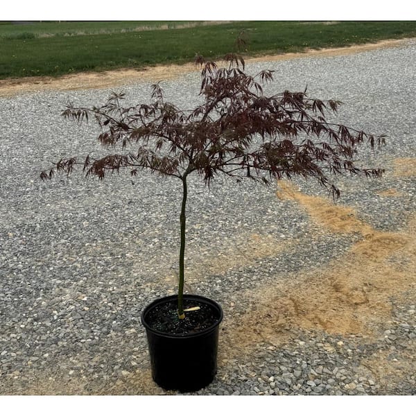 BELL NURSERY 3 gal. Tamukeyama Japanese Maple Tree with Red Foliage