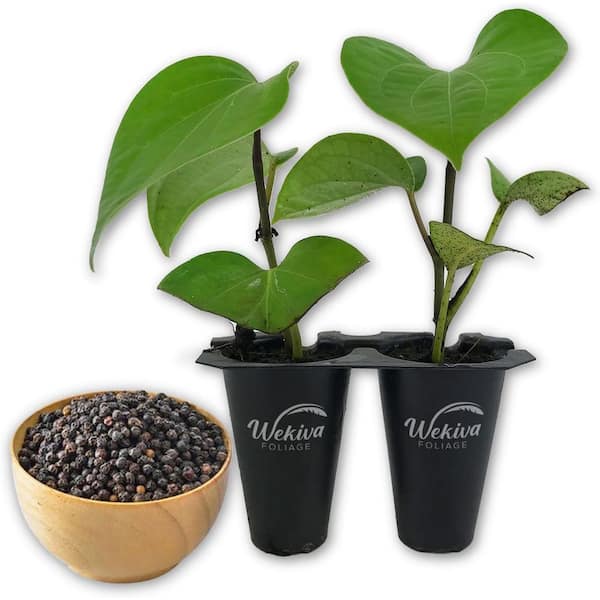 Wekiva Foliage Black Pepper Plant 2-Live Starter Vines in 2 in. Growers Pots-Piper Nigrum-Grow Your Own Spices in The Garden