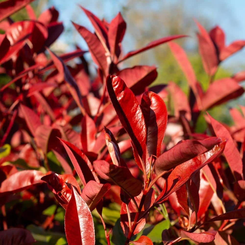Alder & Oak 5-Container Red Tip Photinia Evergreen Privacy Shrub