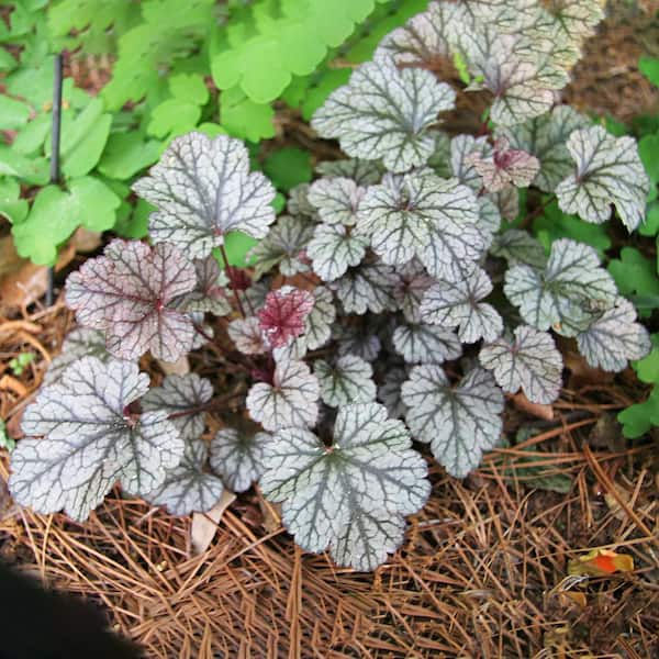 Spring Hill Nurseries Saturn Coral Bells (Heuchera), Live Bare Root Perennial Plant (1-Pack)